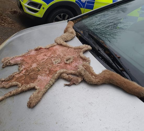 Lamb slaughtered in field prompts Garda investigations