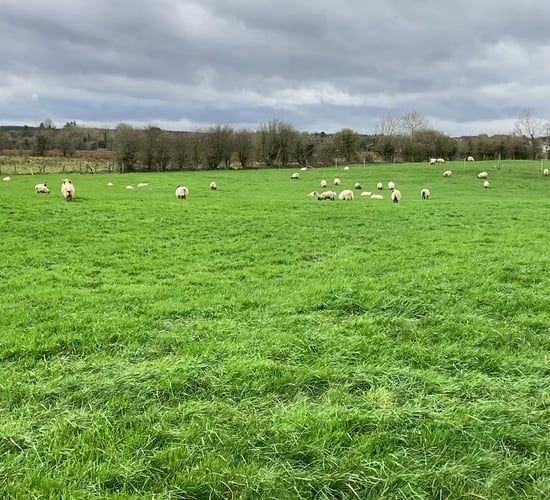 Decline in EU sheepmeat production seen in 2020