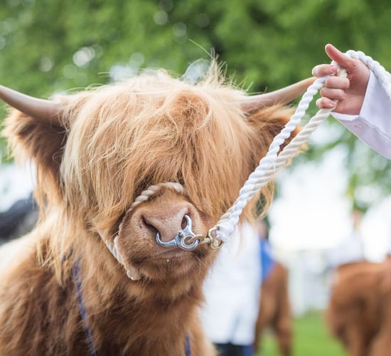 Plans for 'closed doors' showcase as 2021 Highland Show is shelved