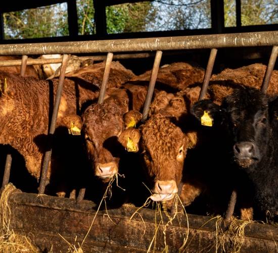 Promising outlook for NI beef and lamb sectors