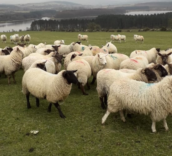 176 sheep stolen from Wicklow lands last year - Gardaí