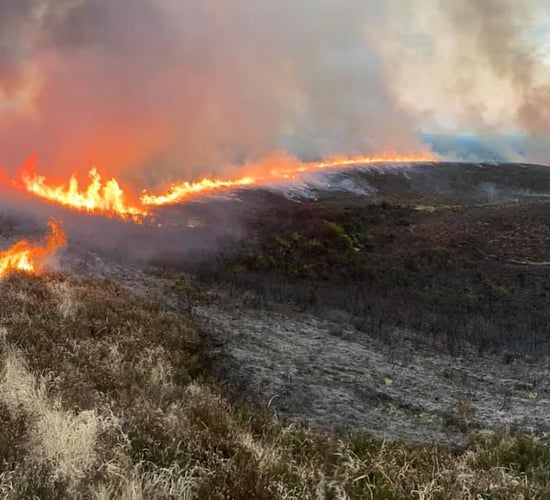 Department: 130ha of burnt lands now ineligible for BPS payments