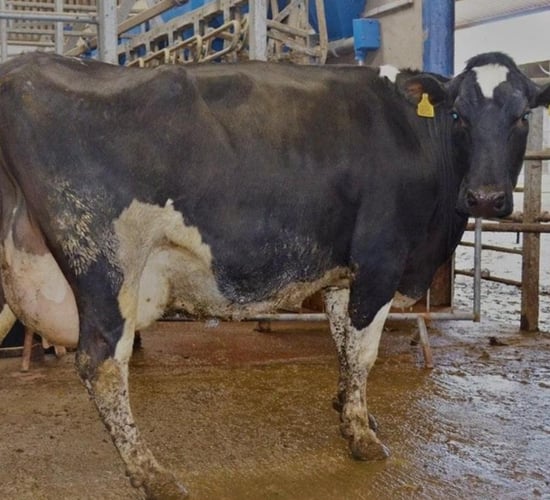 Dispersal sale of 85 dairy cows at Corrin Mart