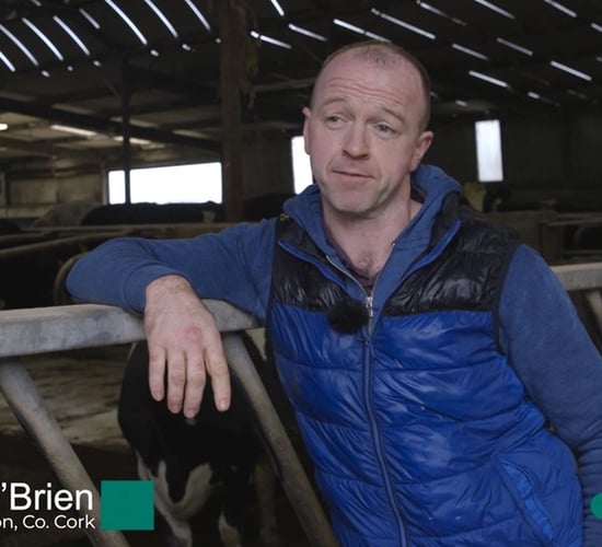 Calf pneumonia: Prevention better than cure for Cork farmer
