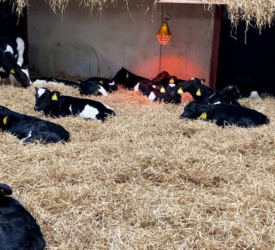 Dairy advice: What to look out for in sick calves this spring