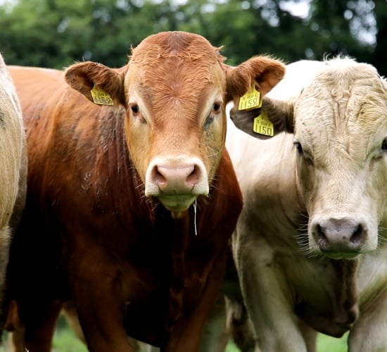 NI Beef Carbon Reduction Scheme system to open Monday