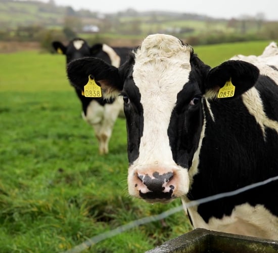 FAO Food Price Index dips slightly but dairy bucks trend