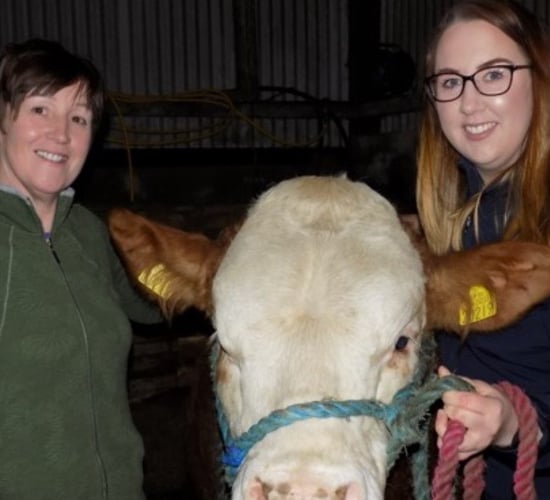 Simmentals take centre-stage for one family this Mother's Day