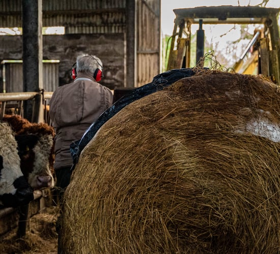 Balancing winter rations 'crucial' as silage results reveal pitfalls