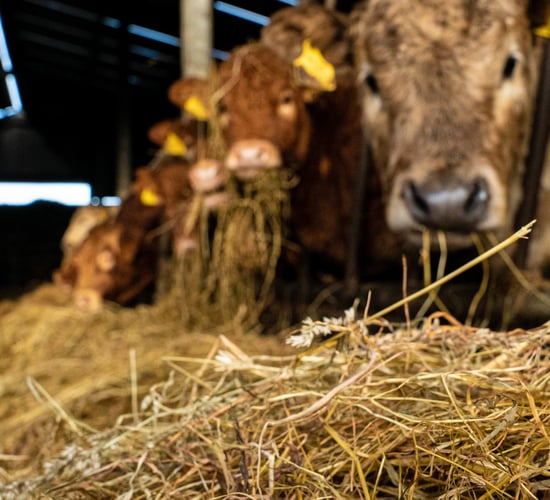 FMD: Further outbreaks on Hungary-Slovakia border