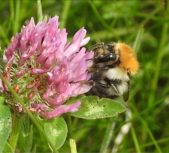 'Stronger, more ambitious' All-Ireland Pollinator Plan unveiled