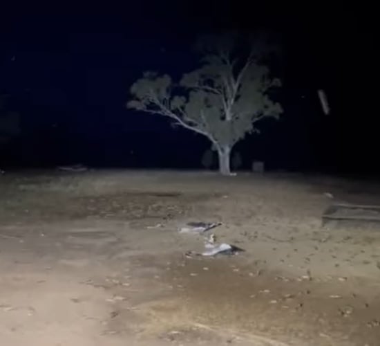 Video: Aussie farmers seek urgent action to combat 'mice plague'