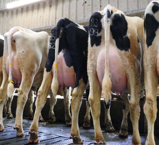 Carnaross dairy sale see prices reach €3,520