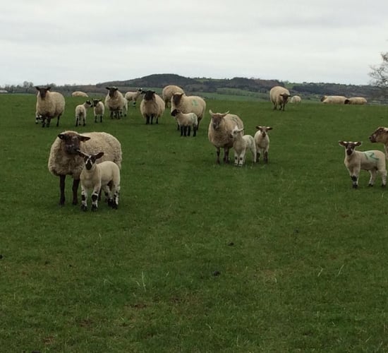 Dispersal sale of 150 ewes with lambs at foot to take place at Carnew Mart