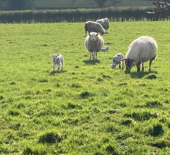 Grass tetany: Knowing when your ewes are at risk
