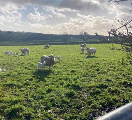Sheep management: Managing yearling ewes post-lambing