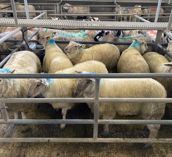 Farmers advised to 'sell hard' as hogget factory quotes clear €8/kg