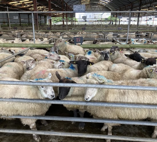 Athenry Mart resumes sales following department engagement