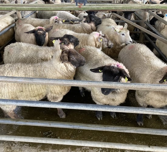 Sheep trade: Suez Canal shipping issues driving hogget prices