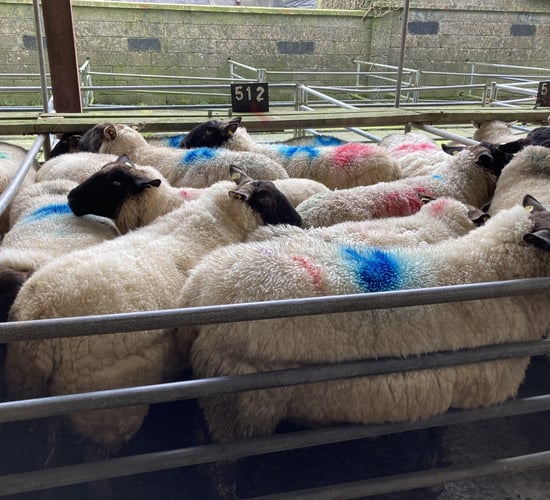 Sheep trade: Cull ewe prices continue to decline