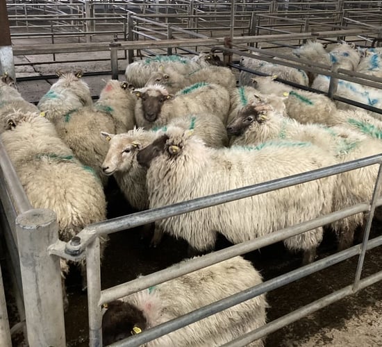 GB hogget prices fall below Feb 2021 rates