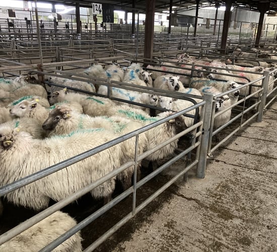 Pics from the mart: Hoggets sell up to €170/head at Tuam Mart