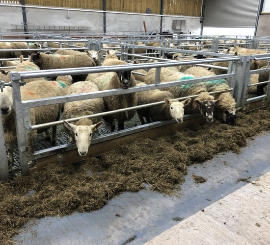Ewe management: Avoiding prolapsing issues
