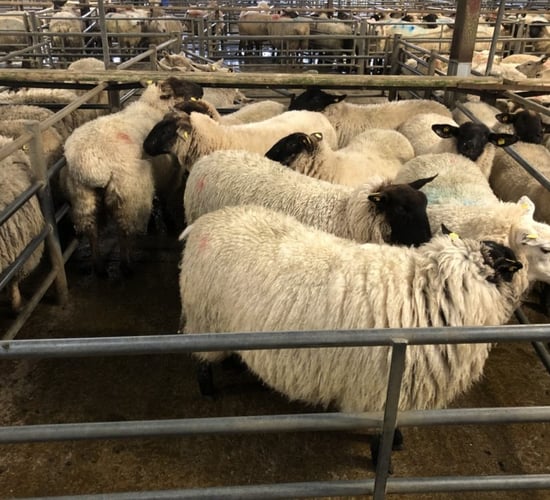 Strong prices drawing out ewe hoggets