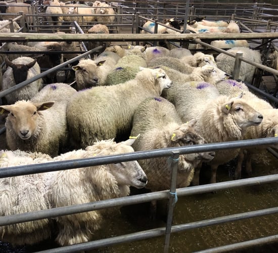 Sheep marts: Hogget prices continue upward surge