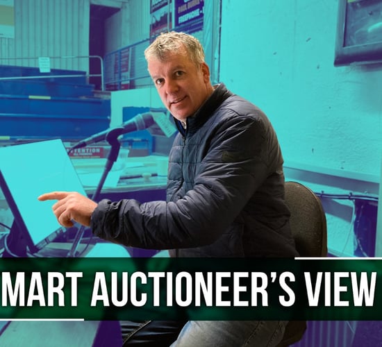 'Super trade for hoggets, with prices well up on last week'