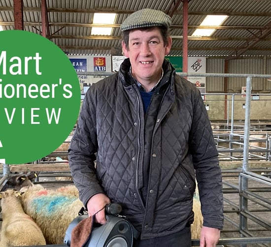 'Heavy lambs back by up to €10/head at Ballinasloe Mart'