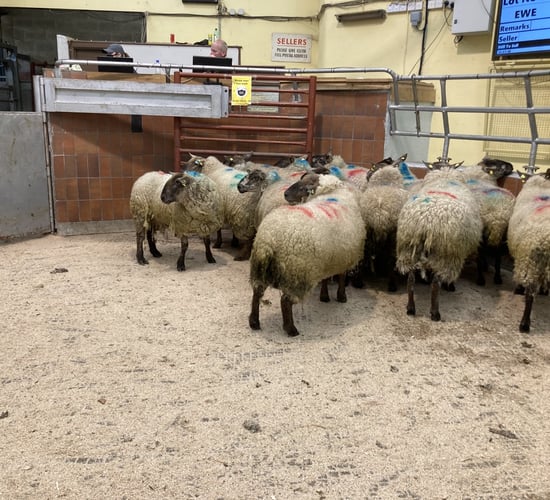 Prices for cull ewes continue to reach new highs