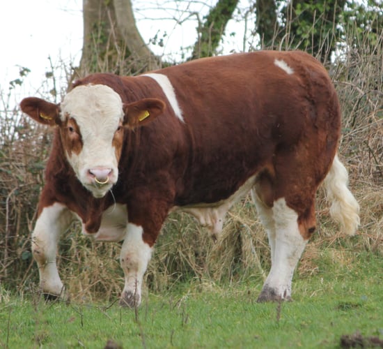 Tips for buying a stock bull this spring