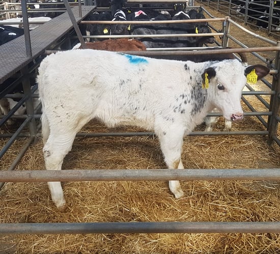 Calf trade 'on fire' at Carnaross Mart