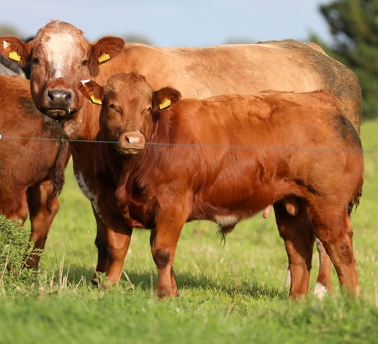 Teagasc BeefCon21: Farmers hear how emission cuts will happen