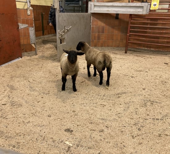 New app will help farmers take stock of their flock