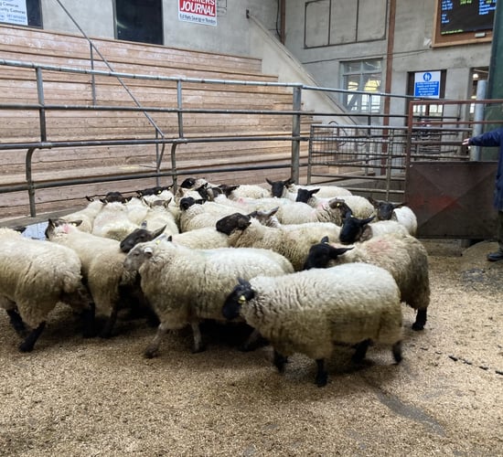 Sheep trade: Hogget prices slip a further 5-10c/kg