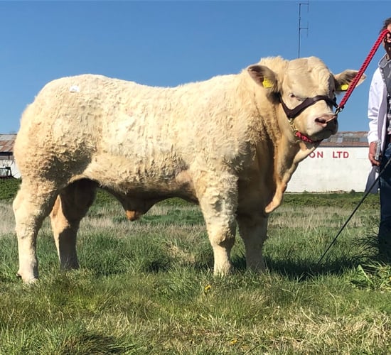 €8,000 tops sale of Charolais bulls in Tullamore
