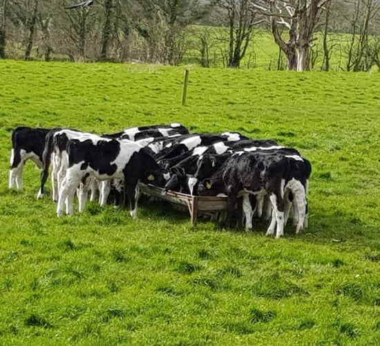 Getting dairy-beef calves ready for weaning