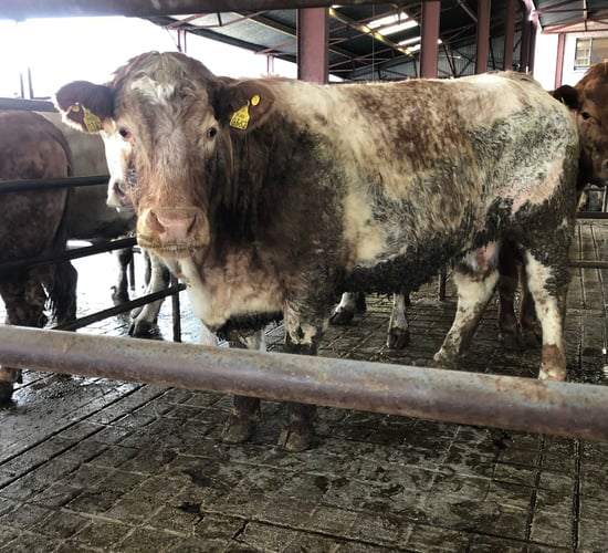 Cattle marts: Strong trade for cull cows continues