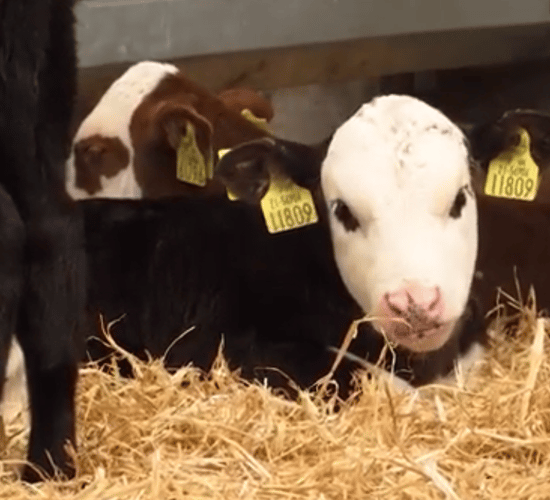 Dairy Beef Calf measure - what's involved?