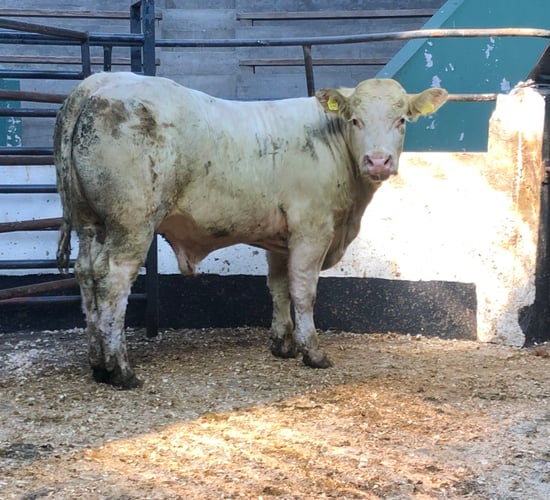 Pics and prices: Super continental bullocks hit the rings at Ballymahon Mart