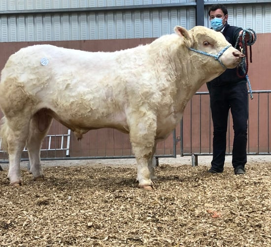 Multi-breed pedigree sale topped at €4,800 in Carrick-on-Shannon