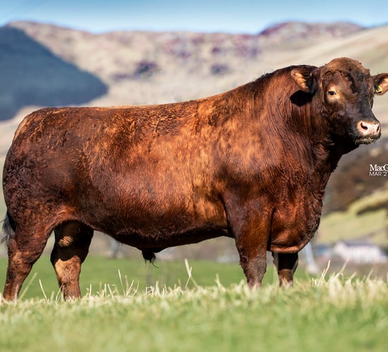 Stabiliser cattle breeder commits to genomic EBVs