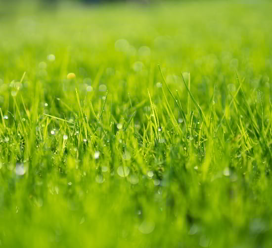 Higher inclusions of tetraploids during reseeding pays off for Meath farmer
