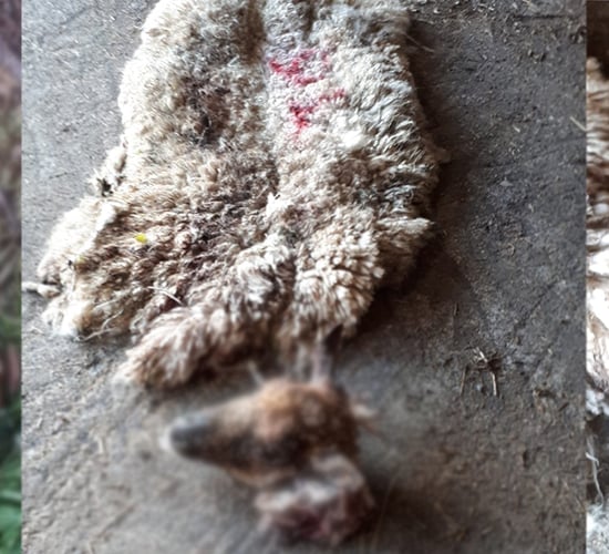 Graphic images: Ewe skinned and butchered in Co. Kildare