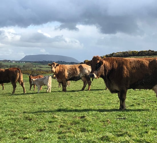 Are your suckler cows in the right condition for breeding?