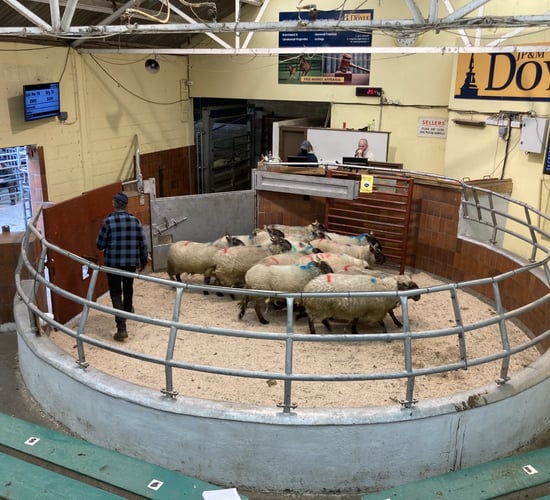 Pics from the mart: Spring lambs easier, but ewe prices improve at Blessington