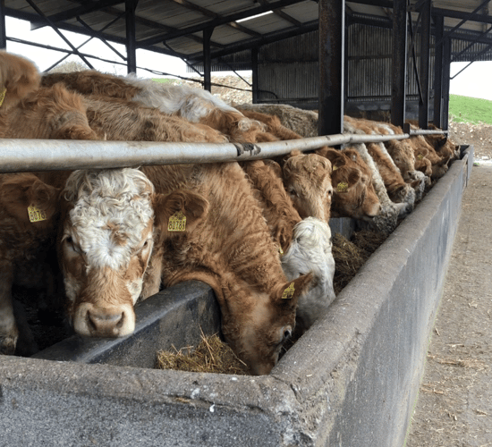 120,000 fewer cattle available for slaughter in 2021 - Bord Bia
