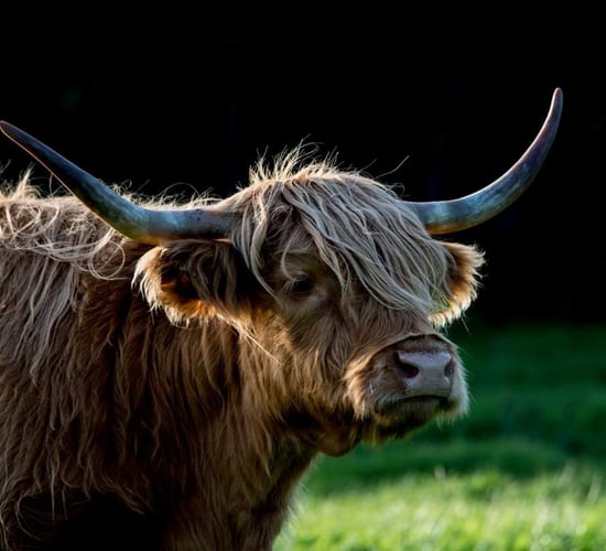 Open farm in Co. Laois reopens with expanded offering